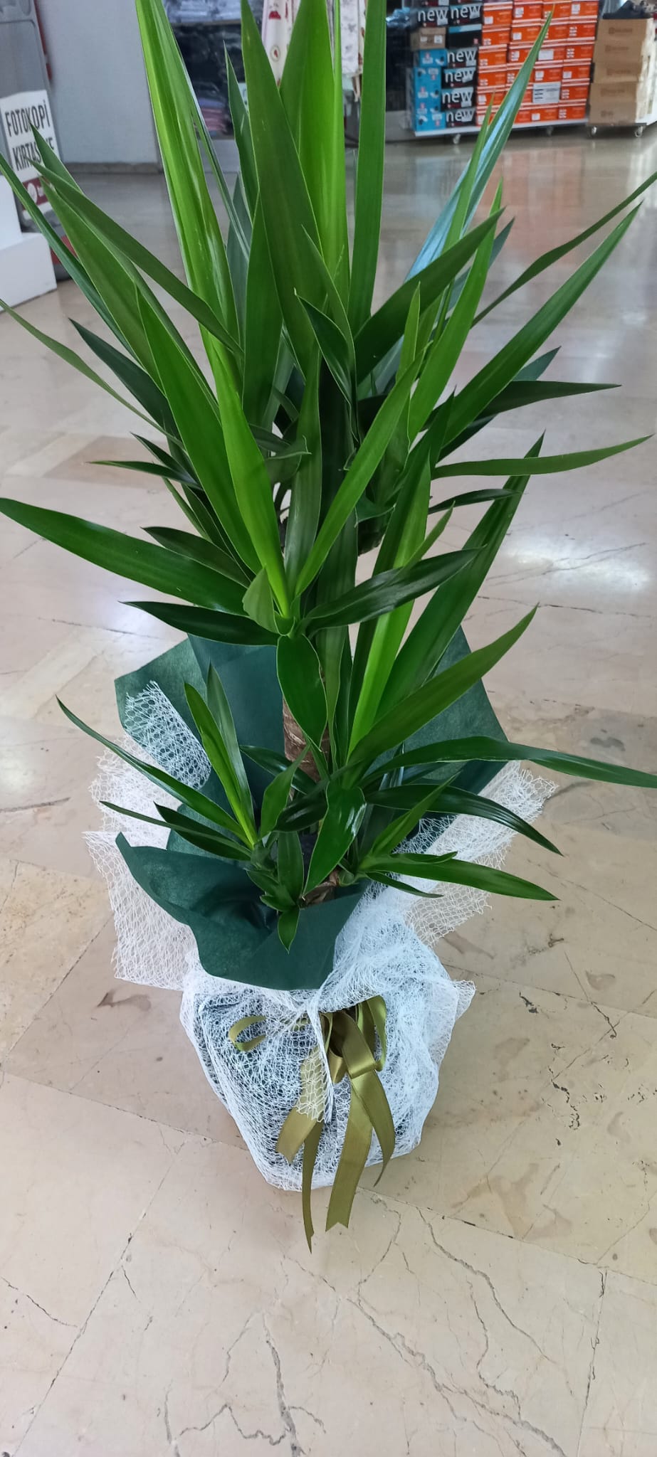 Yucca bitkisi